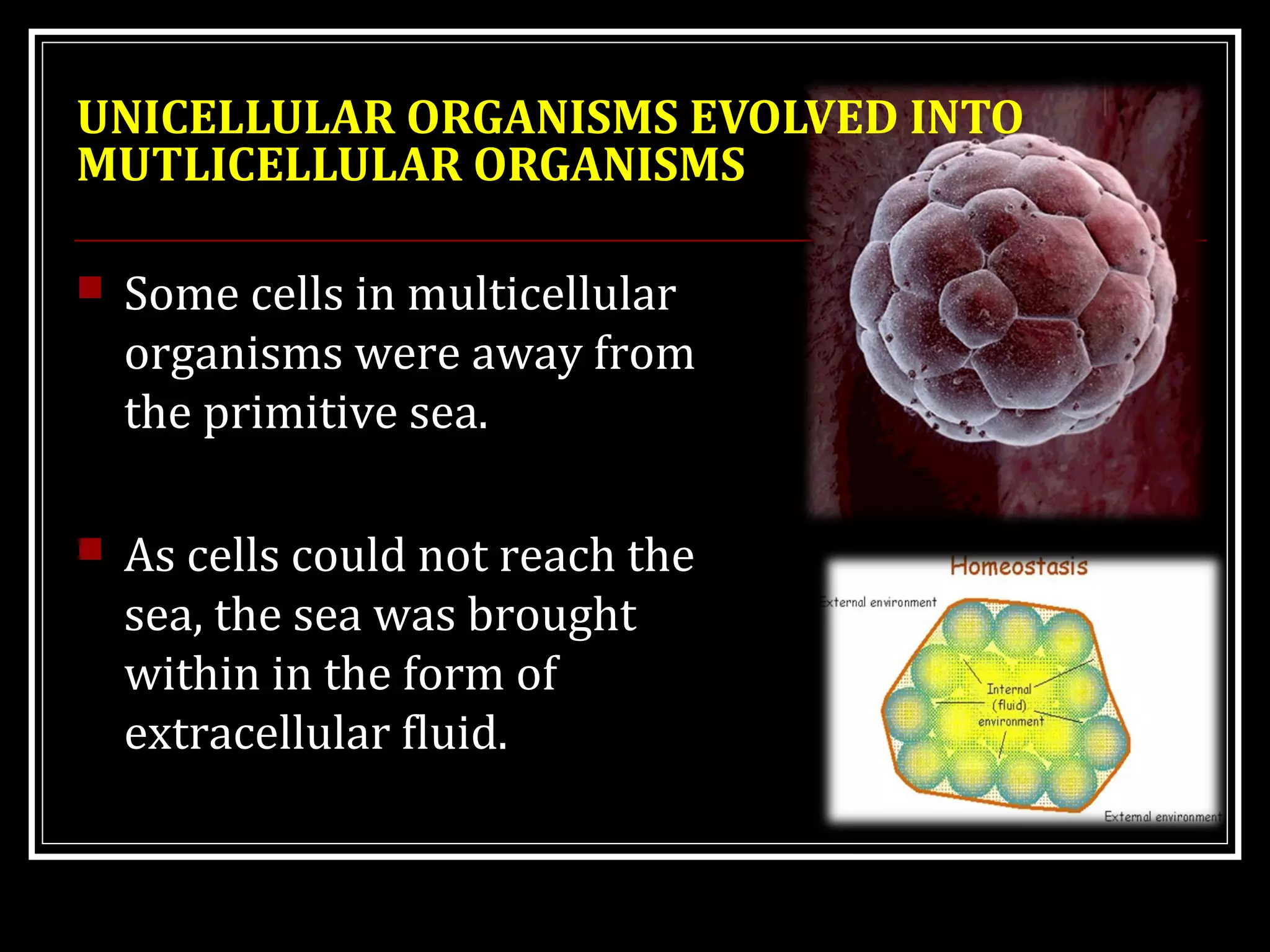 UNICELLULAR ORGANISMS EVOLVED INTO
MUTLICELLULAR ORGANISMS
 Some cells in multicellular
organisms were away from
the primitive sea.
 As cells could not reach the
sea, the sea was brought
within in the form of
extracellular fluid.
 