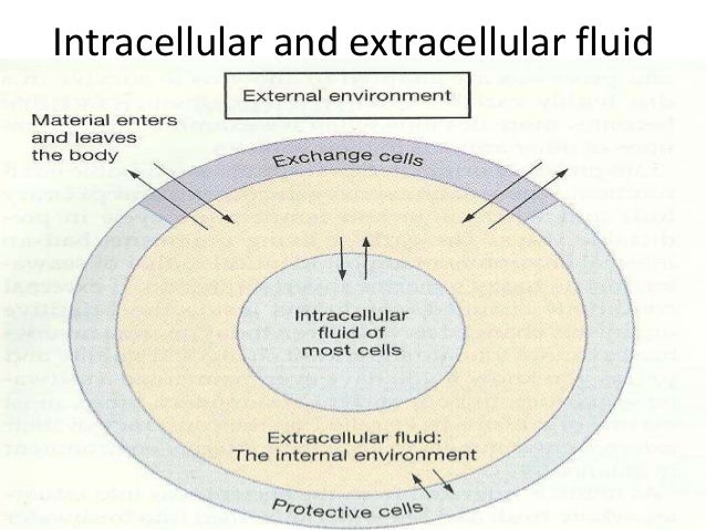 intracellular fluid intracellular fluid
