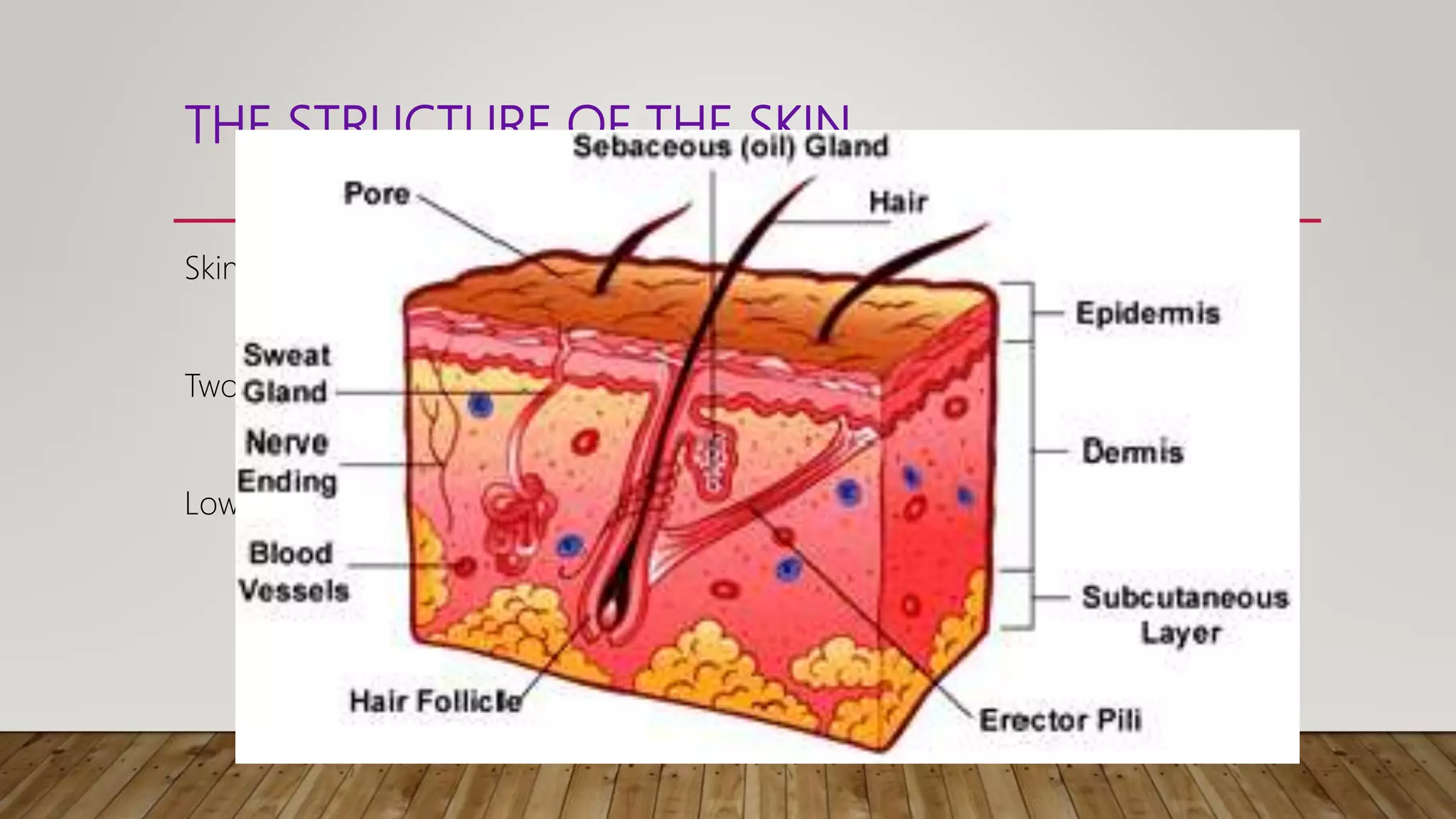 THE STRUCTURE OF THE SKIN
Skin is obviously important for temp. regulation.
Two layers. Top layer is EPIDERMIS
Lower layer is DERMIS
 