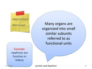 Many organs are
organized into small
similar subunits
referred to as
functional units
Example:
nephrons are
function in
kideny
hemostasis jamilah saad Alqahtani 10
 