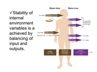 Stability of
internal
environment
variables is a
achieved by
balancing of
input and
outputs.
 
