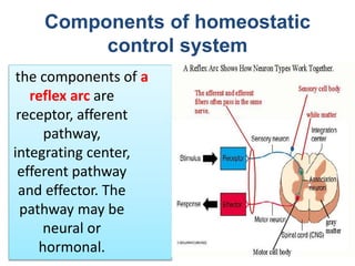 Components of homeostatic
control system
the components of a
reflex arc are
receptor, afferent
pathway,
integrating center,
efferent pathway
and effector. The
pathway may be
neural or
hormonal.
 