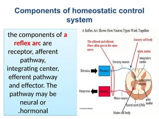 homeostasis and regulation -180509110725 (1).pptx