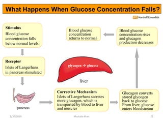 Stimulus
Blood glucose
concentration falls
below normal levels
liver
glycogen  glucose
Receptor
Islets of Langerhans
in p...