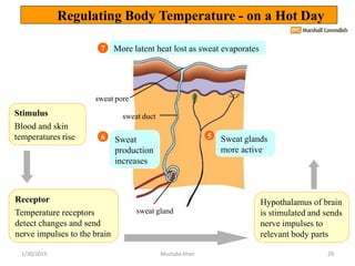 Stimulus
Blood and skin
temperatures rise
Hypothalamus of brain
is stimulated and sends
nerve impulses to
relevant body pa...