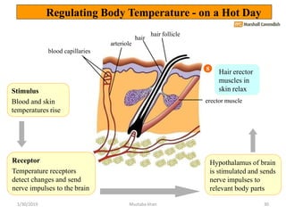 Stimulus
Blood and skin
temperatures rise
Hair erector
muscles in
skin relax
erector muscle
hair follicle
hair
arteriole
b...