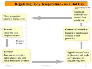 Stimulus
Blood and skin
temperatures rise
Receptor
Temperature receptors
detect changes and send
nerve impulses to the bra...