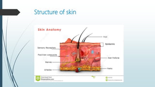 Structure of skin
 