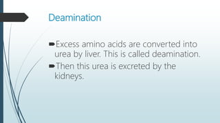 Deamination
Excess amino acids are converted into
urea by liver. This is called deamination.
Then this urea is excreted by the
kidneys.
 