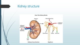 Kidney structure
 