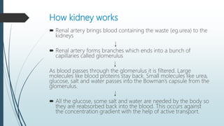 How kidney works
 Renal artery brings blood containing the waste (eg.urea) to the
kidneys
 Renal artery forms branches which ends into a bunch of
capillaries called glomerulus
As blood passes through the glomerulus it is filtered. Large
molecules like blood proteins stay back. Small molecules like urea,
glucose, salt and water passes into the Bowman’s capsule from the
glomerulus.
 All the glucose, some salt and water are needed by the body so
they are reabsorbed back into the blood. This occurs against
the concentration gradient with the help of active transport.
 