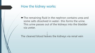 How the kidney works
The remaining fluid in the nephron contains urea and
some salts dissolved in water- this forms the urine.
This urine passes out of the kidneys into the bladder
via ureter.
The cleaned blood leaves the kidneys via renal vein
 
