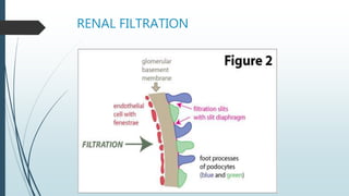 RENAL FILTRATION
 