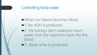 Controlling body water
When our blood becomes dilute:
1. No ADH is produced
2. the kidneys don’t reabsorb much
water, from the nephrons back into the
blood
3. dilute urine is produced
 