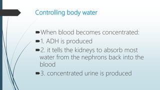 Controlling body water
When blood becomes concentrated:
1. ADH is produced
2. it tells the kidneys to absorb most
water from the nephrons back into the
blood
3. concentrated urine is produced
 