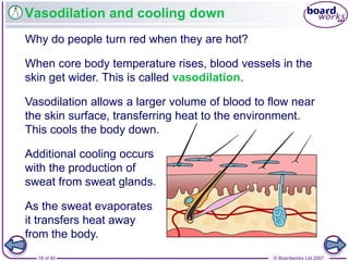 © Boardworks Ltd 200718 of 40
Vasodilation and cooling down
Why do people turn red when they are hot?
Additional cooling occurs
with the production of
sweat from sweat glands.
Vasodilation allows a larger volume of blood to flow near
the skin surface, transferring heat to the environment.
This cools the body down.
When core body temperature rises, blood vessels in the
skin get wider. This is called vasodilation.
As the sweat evaporates
it transfers heat away
from the body.
 