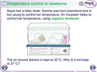 © Boardworks Ltd 200720 of 40
Temperature control in newborns
Sayid has a baby sister. Samira was born premature and is
too young to control her temperature. An incubator helps to
control her temperature, using negative feedback.
The air around Samira is kept at 32°C. Why is it not keep
at 37°C?
 