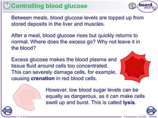 © Boardworks Ltd 200731 of 40
Controlling blood glucose
Between meals, blood glucose levels are topped up from
stored deposits in the liver and muscles.
After a meal, blood glucose rises but quickly returns to
normal. Where does the excess go? Why not leave it in
the blood?
Excess glucose makes the blood plasma and
tissue fluid around cells too concentrated.
This can severely damage cells, for example,
causing crenation in red blood cells.
However, low blood sugar levels can be
equally as dangerous, as it can make cells
swell up and burst. This is called lysis.
 