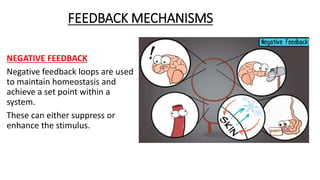 FEEDBACK MECHANISMS
NEGATIVE FEEDBACK
Negative feedback loops are used
to maintain homeostasis and
achieve a set point within a
system.
These can either suppress or
enhance the stimulus.
 