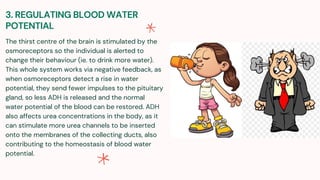 3. REGULATING BLOOD WATER
POTENTIAL
The thirst centre of the brain is stimulated by the
osmoreceptors so the individual is alerted to
change their behaviour (ie. to drink more water).
This whole system works via negative feedback, as
when osmoreceptors detect a rise in water
potential, they send fewer impulses to the pituitary
gland, so less ADH is released and the normal
water potential of the blood can be restored. ADH
also affects urea concentrations in the body, as it
can stimulate more urea channels to be inserted
onto the membranes of the collecting ducts, also
contributing to the homeostasis of blood water
potential.
 