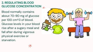 2. REGULATING BLOOD
GLUCOSE CONCENTRATION
Blood normally contains
about 70-90 mg of glucose
per 100 cm^3 of blood.
Glucose levels in your blood
rise after a sugary meal and
fall after during vigorous
physical exercise or
starvation.
 
