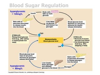 Blood Sugar Regulation
 