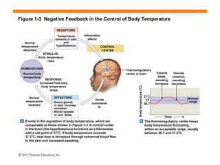 Figure 1-3 Negative Feedback in the Control of Body Temperature
Normal
temperature
disturbed
Information
affects
RECEPTORS
Temperature
sensors in skin
and
hypothalamus
STIMULUS:
Body temperature
rises
HOMEOSTASIS
Normal body
temperature
RESPONSE:
Increased heat loss,
body temperature
drops
CONTROL
CENTER
Normal
temperature
restored
EFFECTORS
• Sweat glands
in skin increase
secretion
• Blood vessels
in skin dilate
Sends
commands
to
Events in the regulation of body temperature, which are
comparable to those shown in Figure 1-2. A control center
in the brain (the hypothalamus) functions as a thermostat
with a set point of 37°C. If body temperature exceeds
37.2°C, heat loss is increased through enhanced blood flow
to the skin and increased sweating.
Vessels
dilate,
sweating
increases
Vessels
constrict,
sweating
decreases
Time
The thermoregulatory center keeps
body temperature fluctuating
within an acceptable range, usually
between 36.7 and 37.2°C.
Body
temperature
(°C)
Normal
range
37.2
37
36.7
Thermoregulatory
center in brain
© 2012 Pearson Education, Inc.
 