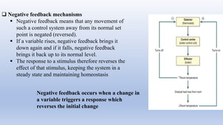 Study of Homeostasis (a part of Human anatomy and physiology) | PPTX