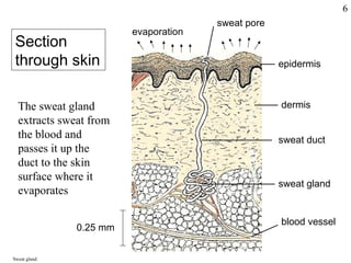 Comprehensive Overview of Human Homeostasis and Internal Environment ...