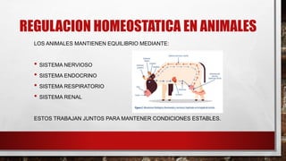 REGULACION HOMEOSTATICA EN ANIMALES
LOS ANIMALES MANTIENEN EQUILIBRIO MEDIANTE:
• SISTEMA NERVIOSO
• SISTEMA ENDOCRINO
• SISTEMA RESPIRATORIO
• SISTEMA RENAL
ESTOS TRABAJAN JUNTOS PARA MANTENER CONDICIONES ESTABLES.
 