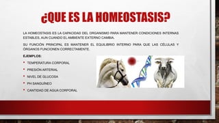 ¿QUE ES LA HOMEOSTASIS?
LA HOMEOSTASIS ES LA CAPACIDAD DEL ORGANISMO PARA MANTENER CONDICIONES INTERNAS
ESTABLES, AUN CUANDO EL AMBIENTE EXTERNO CAMBIA.
SU FUNCIÓN PRINCIPAL ES MANTENER EL EQUILIBRIO INTERNO PARA QUE LAS CÉLULAS Y
ÓRGANOS FUNCIONEN CORRECTAMENTE.
EJEMPLOS:
• TEMPERATURA CORPORAL
• PRESIÓN ARTERIAL
• NIVEL DE GLUCOSA
• PH SANGUÍNEO
• CANTIDAD DE AGUA CORPORAL
 