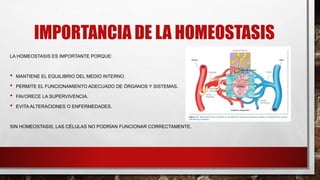 IMPORTANCIA DE LA HOMEOSTASIS
LA HOMEOSTASIS ES IMPORTANTE PORQUE:
• MANTIENE EL EQUILIBRIO DEL MEDIO INTERNO.
• PERMITE EL FUNCIONAMIENTO ADECUADO DE ÓRGANOS Y SISTEMAS.
• FAVORECE LA SUPERVIVENCIA.
• EVITA ALTERACIONES O ENFERMEDADES.
SIN HOMEOSTASIS, LAS CÉLULAS NO PODRÍAN FUNCIONAR CORRECTAMENTE.
 
