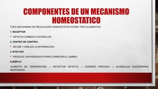 COMPONENTES DE UN MECANISMO
HOMEOSTATICO
TODO MECANISMO DE REGULACIÓN HOMEOSTÁTICA POSEE TRES ELEMENTOS:
1. RECEPTOR
• DETECTA CAMBIOS O ESTÍMULOS.
2. CENTRO DE CONTROL
• RECIBE Y ANALIZA LA INFORMACIÓN.
3. EFECTOR
• PRODUCE UNA RESPUESTA PARA CORREGIR EL CAMBIO.
EJEMPLO:
AUMENTO DE TEMPERATURA → RECEPTOR DETECTA → CEREBRO PROCESA → GLÁNDULAS SUDORÍPARAS
RESPONDEN.
 