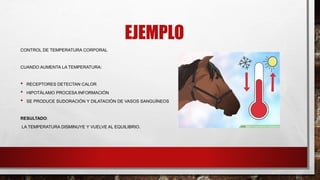 EJEMPLO
CONTROL DE TEMPERATURA CORPORAL
CUANDO AUMENTA LA TEMPERATURA:
• RECEPTORES DETECTAN CALOR
• HIPOTÁLAMO PROCESA INFORMACIÓN
• SE PRODUCE SUDORACIÓN Y DILATACIÓN DE VASOS SANGUÍNEOS
RESULTADO:
LA TEMPERATURA DISMINUYE Y VUELVE AL EQUILIBRIO.
 