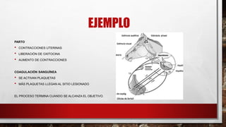 EJEMPLO
PARTO
• CONTRACCIONES UTERINAS
• LIBERACIÓN DE OXITOCINA
• AUMENTO DE CONTRACCIONES
COAGULACIÓN SANGUÍNEA
• SE ACTIVAN PLAQUETAS
• MÁS PLAQUETAS LLEGAN AL SITIO LESIONADO
EL PROCESO TERMINA CUANDO SE ALCANZA EL OBJETIVO.
 