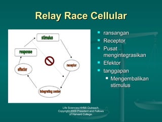 Life Sciences-HHMI Outreach.
Copyright 2009 President and Fellows
of Harvard College.
Relay Race CellularRelay Race Cellular
 ransanganransangan
 ReceptorReceptor
 PusatPusat
mengintegrasikanmengintegrasikan
 EfektorEfektor
 tanggapantanggapan
 MengembalikanMengembalikan
stimulusstimulus
 