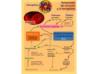 Sistemas de retroalimentaciónpositiva: Si la respuestapotencia el estímulo original. Ejm. CoagulaciónSanguínea.