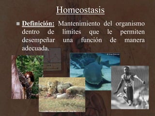 Homeostasis<br />Definición: Mantenimiento del organismo dentro de límites que le permiten desempeñar una función de maner...