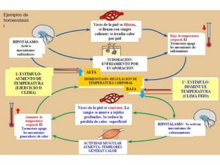 Volumenóptimo</li></li></ul><li>