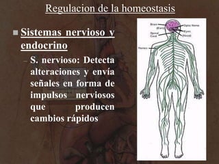 Enfermedad: Alteración de la homeostasis<br />