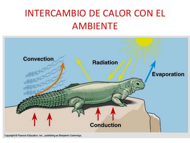 Que Es La Homeostasis En Animales es.slideshare.net