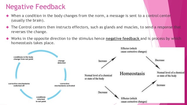 Homeostasis essay