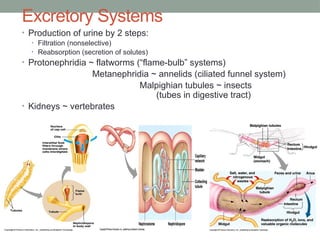 Kidney Insect d[asjdajkdjakljdklasjdlasjdewd[jdjkjdkjdkljdk | PPTX