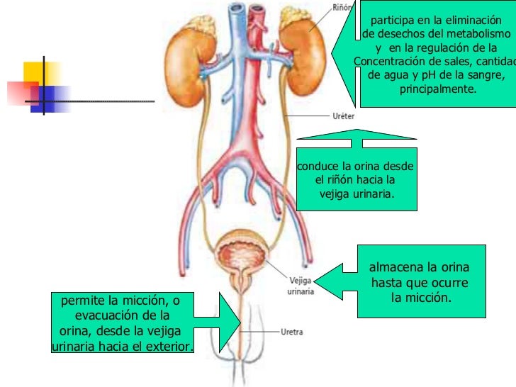 Homeostasis 3 Medio