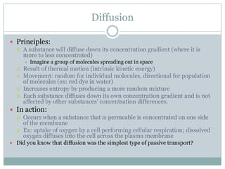 Homeostasis And Cell Transport