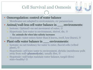 Homeostasis And Cell Transport