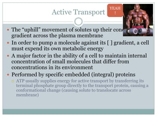 Homeostasis And Cell Transport
