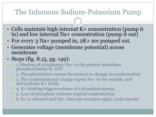 Homeostasis And Cell Transport