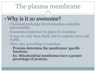 Homeostasis And Cell Transport