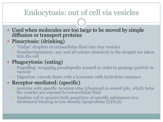 Homeostasis And Cell Transport